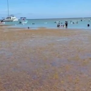 Bañistas desafían presencia de sargazo en playa de Boca Chica